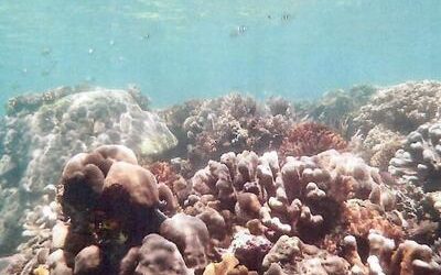 Forschungsprojekt Korallen